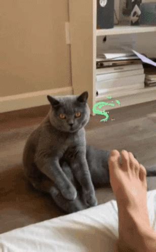 feet gif|Feet Funny GIFs .